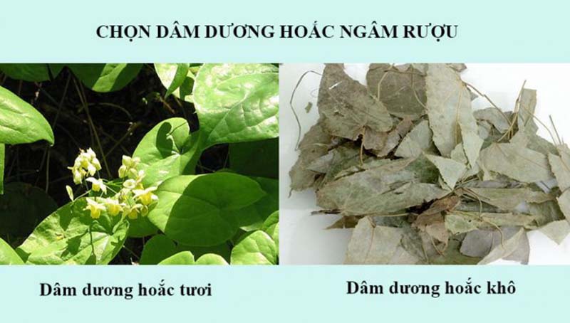 Dâm dương hoắc có tác dụng bổ thận, tráng dương